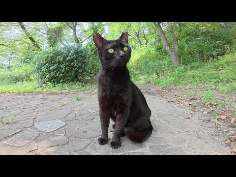 毛艶が良い黒猫が縄張りに侵入した茶トラ猫を追いかけ回す！(YouTube)