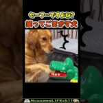 とりあえず笑ってごまかす犬😂【危犬】 #犬 #dog(YouTube)