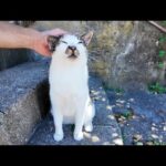 猫島の道路脇の階段で道行く人にナデナデを要求する猫がかわいすぎる(YouTube)