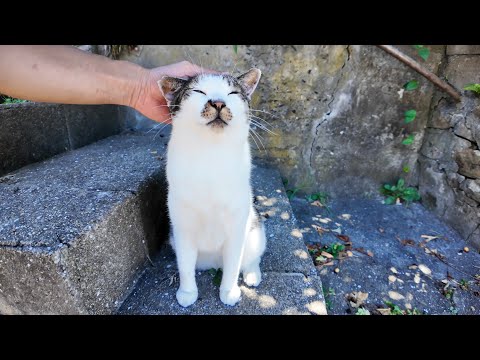 猫島の道路脇の階段で道行く人にナデナデを要求する猫がかわいすぎる(YouTube)