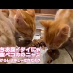 アタチお腹痛いニャ  でも腹ペコだから食べるニャン  泥の中からレスキューされたモグ   2025 07 24 1(YouTube)