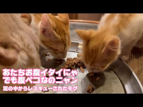 アタチお腹痛いニャ  でも腹ペコだから食べるニャン  泥の中からレスキューされたモグ   2025 07 24 1(YouTube)