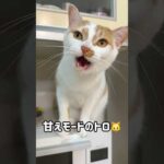 甘えモードで鳴くトロが可愛すぎる！ #shorts(YouTube)