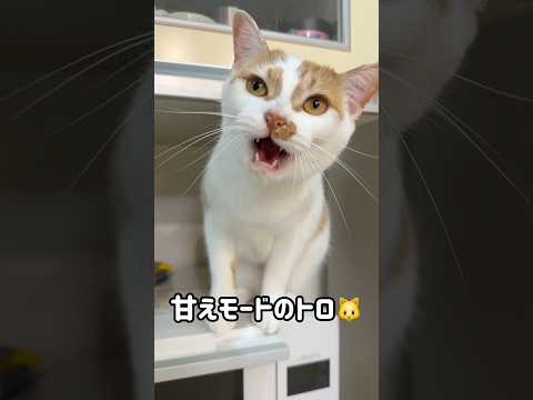 甘えモードで鳴くトロが可愛すぎる！ #shorts(YouTube)