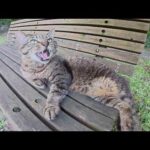 サビ猫とキジトラ猫が人間にマッサージされてベンチでくつろぐ(YouTube)