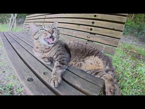 サビ猫とキジトラ猫が人間にマッサージされてベンチでくつろぐ(YouTube)