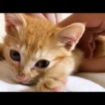 甘えん坊で最高に優しい茶トラ猫の5歳の誕生日です(YouTube)