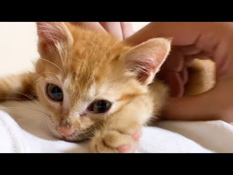 甘えん坊で最高に優しい茶トラ猫の5歳の誕生日です(YouTube)