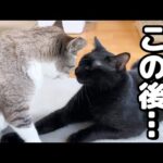 大好きな姉猫の頭に手を置いた黒猫くんの末路が…笑(YouTube)
