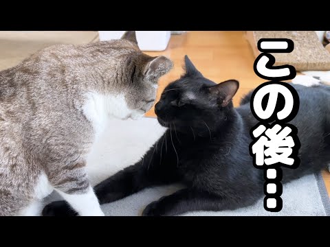 大好きな姉猫の頭に手を置いた黒猫くんの末路が…笑(YouTube)