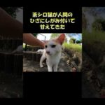 茶シロ猫が人間のひざにしがみ付いて甘えてきた #猫 #ねこ #cat(YouTube)