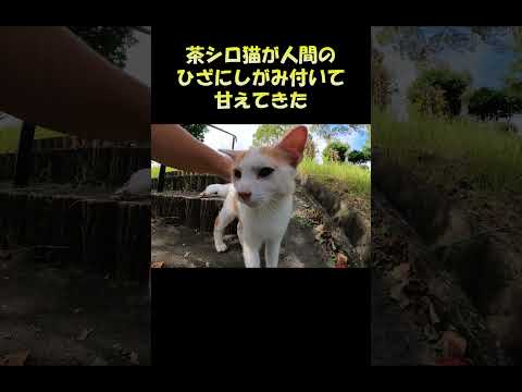 茶シロ猫が人間のひざにしがみ付いて甘えてきた #猫 #ねこ #cat(YouTube)