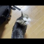 お父さんが大好きなオデコです(YouTube)