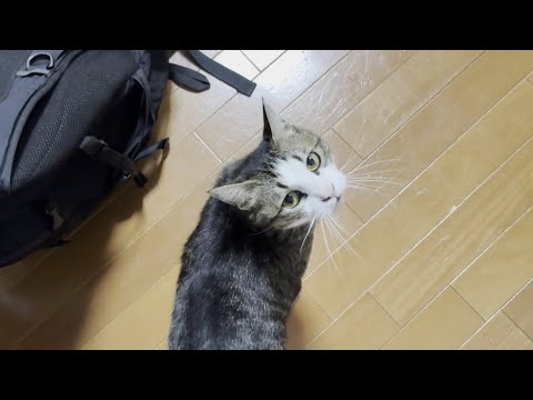 お父さんが大好きなオデコです(YouTube)