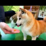 日本の果物が大好きな柴犬にびわをあげてみると…？(YouTube)