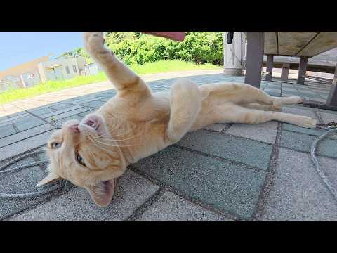 茶トラ猫「暑苦しいからベタベタと触るな！」(YouTube)