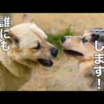 【マイブーム】レーブ 無添加若鶏レバーハード絶対内緒やで！(YouTube)