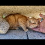 【癒し確定】石燈籠の下で涼む猫、日陰から出られないけど撫でてほしそうな視線が可愛すぎる(YouTube)