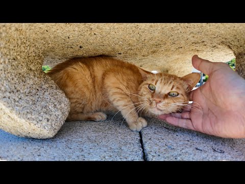 【癒し確定】石燈籠の下で涼む猫、日陰から出られないけど撫でてほしそうな視線が可愛すぎる(YouTube)