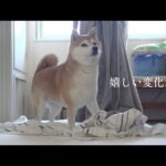 飼い主を心配し続けた実家の柴犬‥再会で予想外の嬉しい展開に。(YouTube)