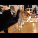 大好きすぎて‥柴犬が猫吸いを試みると、こうなる。(YouTube)