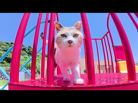 猛暑の中、パステルカラーの三毛猫がすべり台で遊ぶ(YouTube)