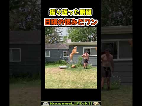 飼い主に日頃の恨みを晴らす犬😂【トランポリン犬】 #犬(YouTube)