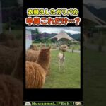 衣替えしたガリパカが…😂【おもしろ動物】 #funny(YouTube)