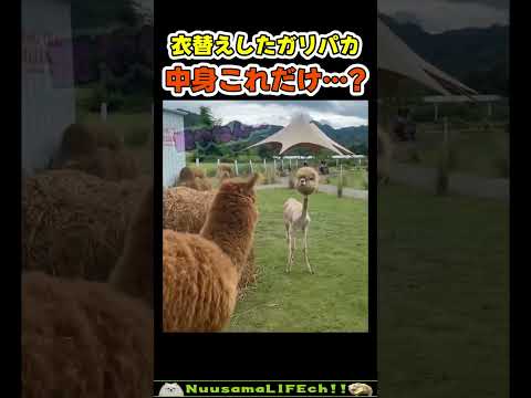 衣替えしたガリパカが…😂【おもしろ動物】 #funny(YouTube)
