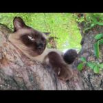 ボス猫に詰められて、木の上に避難するシャム猫ちゃん(YouTube)