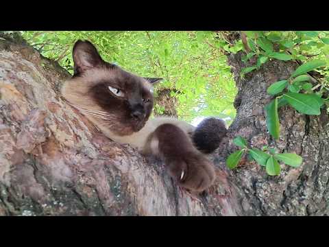 ボス猫に詰められて、木の上に避難するシャム猫ちゃん(YouTube)