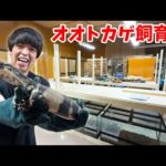 【始動】オオトカゲを自由に飼うための部屋を工事して作り上げていく！【オオトカゲ飼育場#1】(YouTube)