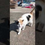 久しぶりに漁港に行くとハートマークの三毛猫ちゃんがモフられに出てきた(YouTube)