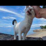 【猫の楽園】黒と白の猫しかいないビーチが癒しすぎた件(YouTube)