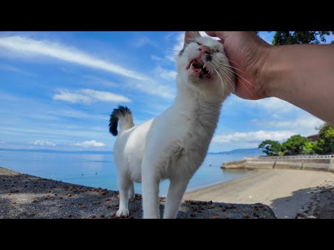 【猫の楽園】黒と白の猫しかいないビーチが癒しすぎた件(YouTube)