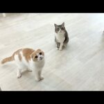帰ってきたと思ったら忘れ物を取りに戻ってきただけだったときの猫たちの反応が可愛すぎました…(YouTube)