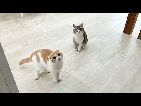 帰ってきたと思ったら忘れ物を取りに戻ってきただけだったときの猫たちの反応が可愛すぎました…(YouTube)