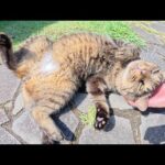 涼しい日陰を見つけて気持ち良さそうにお昼寝する猫達(YouTube)