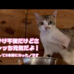 オレッチ元気だよ  砂かけ少し不自由だけどさ  断脚手術して3本脚になったノラオ   2025 07 10 1(YouTube)