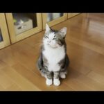 鳴き声が順調に回復してきた猫(YouTube)