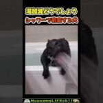 豹変し過ぎて原型を留めていない犬😂【豹変犬】 #犬 #dog #puppy(YouTube)