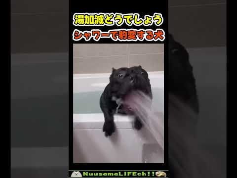 豹変し過ぎて原型を留めていない犬😂【豹変犬】 #犬 #dog #puppy(YouTube)