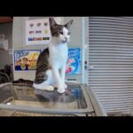【猫天国】徳島に”猫だらけのホテル”が存在した件🐾泊まったら楽しすぎた！(YouTube)