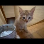 迷惑そうな先住猫を無視して遊んでいたら・・(YouTube)