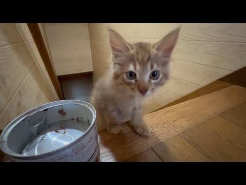 迷惑そうな先住猫を無視して遊んでいたら・・(YouTube)