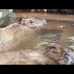 カピバラの水風呂　capybara cold bath(YouTube)