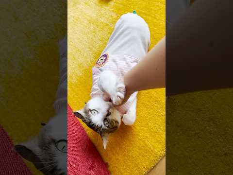 お誘い大成功でご満悦なエース #cats(YouTube)