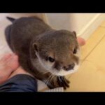 どうしたってズボンの中に入ろうとしてくるカワウソさくら Sakura the otter who insists on trying to get into my pants.(YouTube)