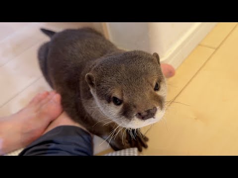 どうしたってズボンの中に入ろうとしてくるカワウソさくら Sakura the otter who insists on trying to get into my pants.(YouTube)