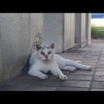 感動猫動画 のライブ配信(YouTube)